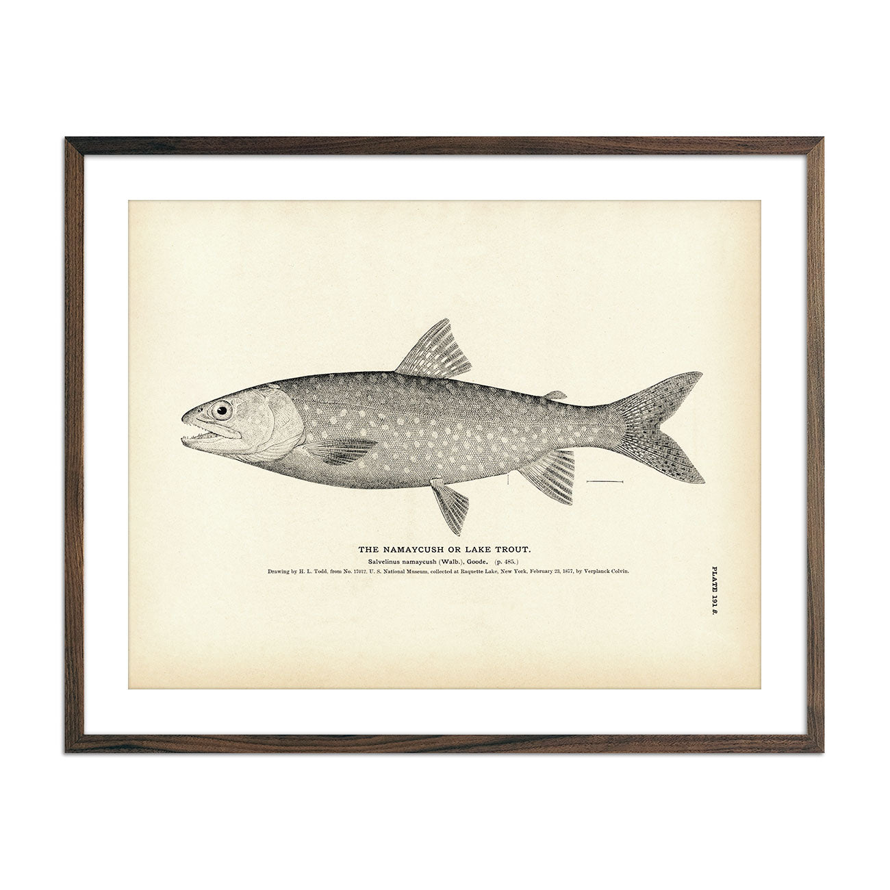 Namaycush (Lake Trout) Art Print - Muir Way - Fisheries