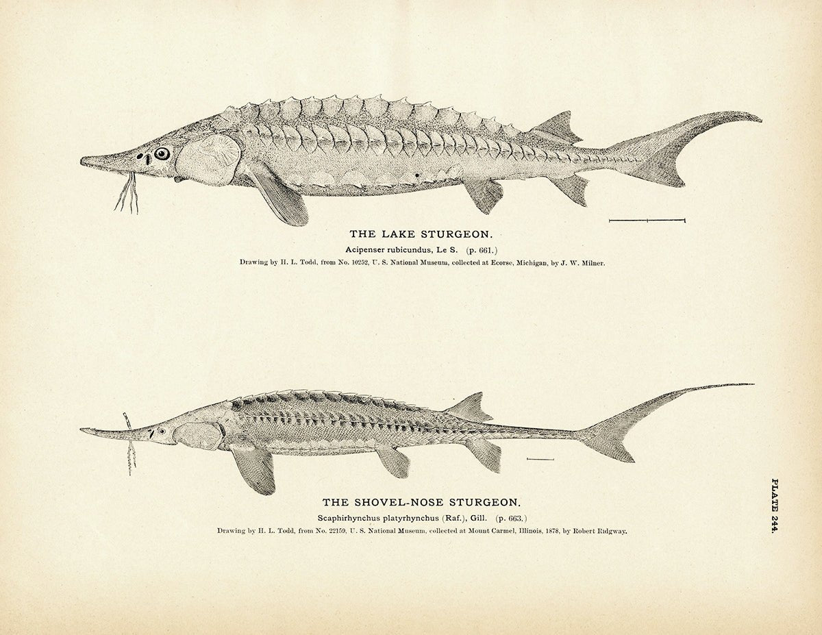 Lake Sturgeon and Shovel - Nose Sturgeon Art Print - Muir Way - Fisheries