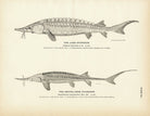 Lake Sturgeon and Shovel - Nose Sturgeon Art Print - Muir Way - Fisheries