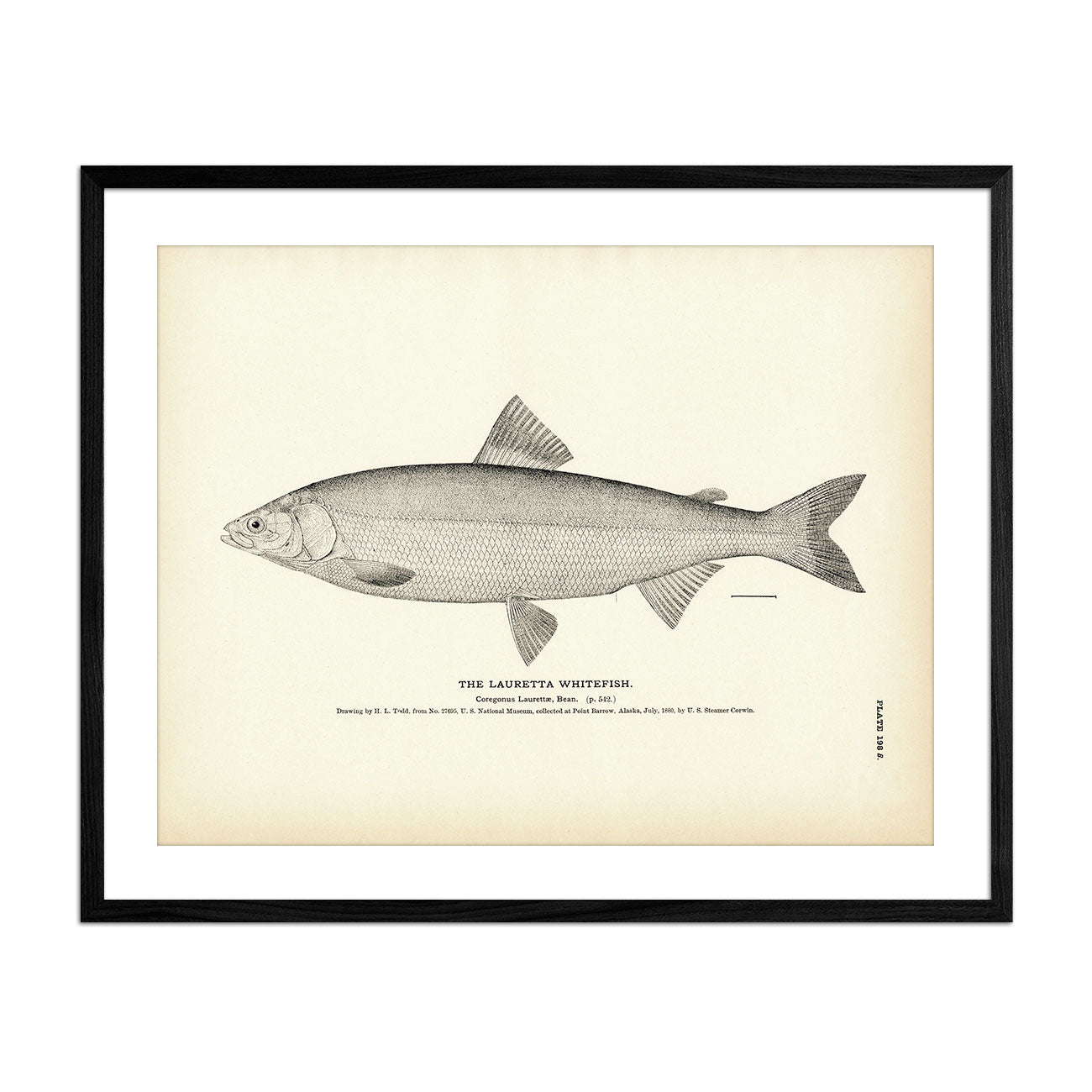 Lauretta Whitefish Art Print - Muir Way - Fisheries