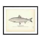 Lauretta Whitefish Art Print - Muir Way - Fisheries