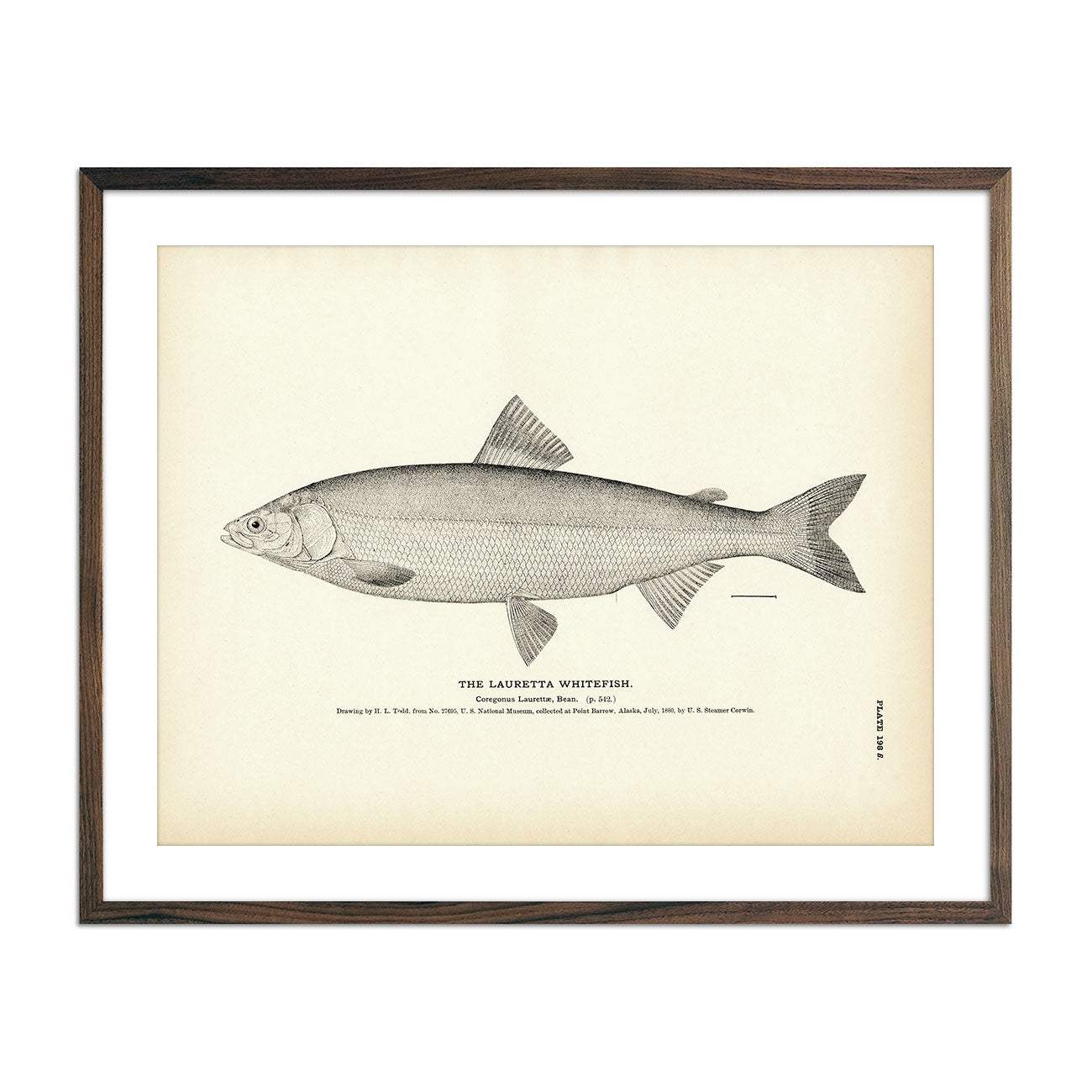 Lauretta Whitefish Art Print - Muir Way - Fisheries