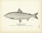 Lauretta Whitefish Art Print - Muir Way - Fisheries