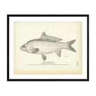 Leather Carp Art Print - Muir Way - Fisheries