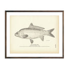 Leather Carp Art Print - Muir Way - Fisheries