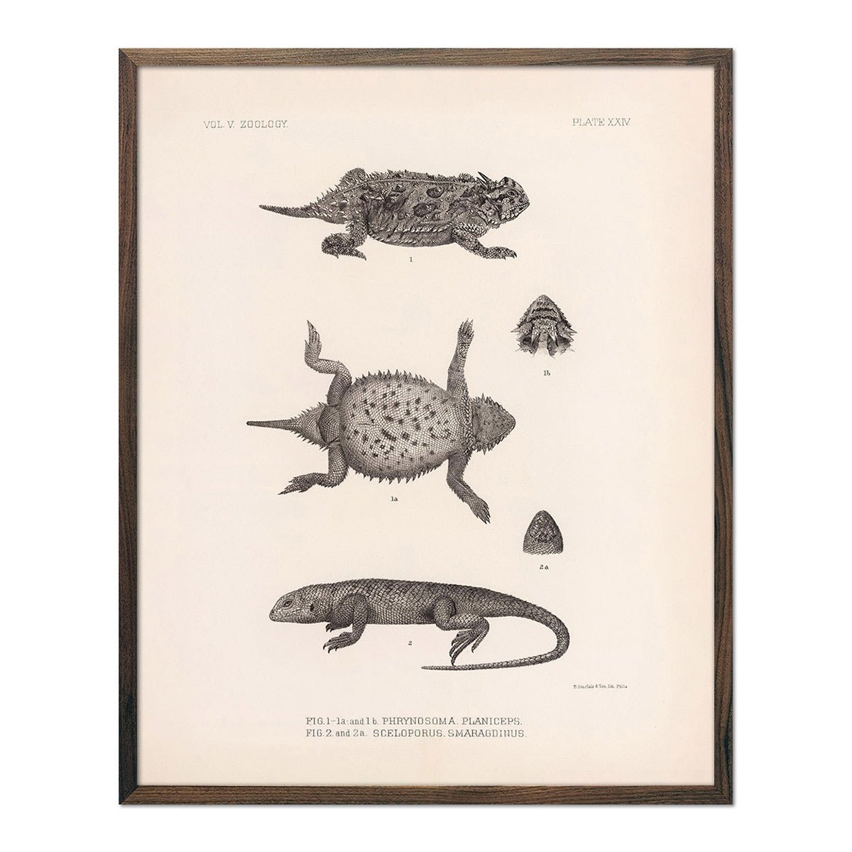 Lizards - 1 Art Print - Muir Way - Animals