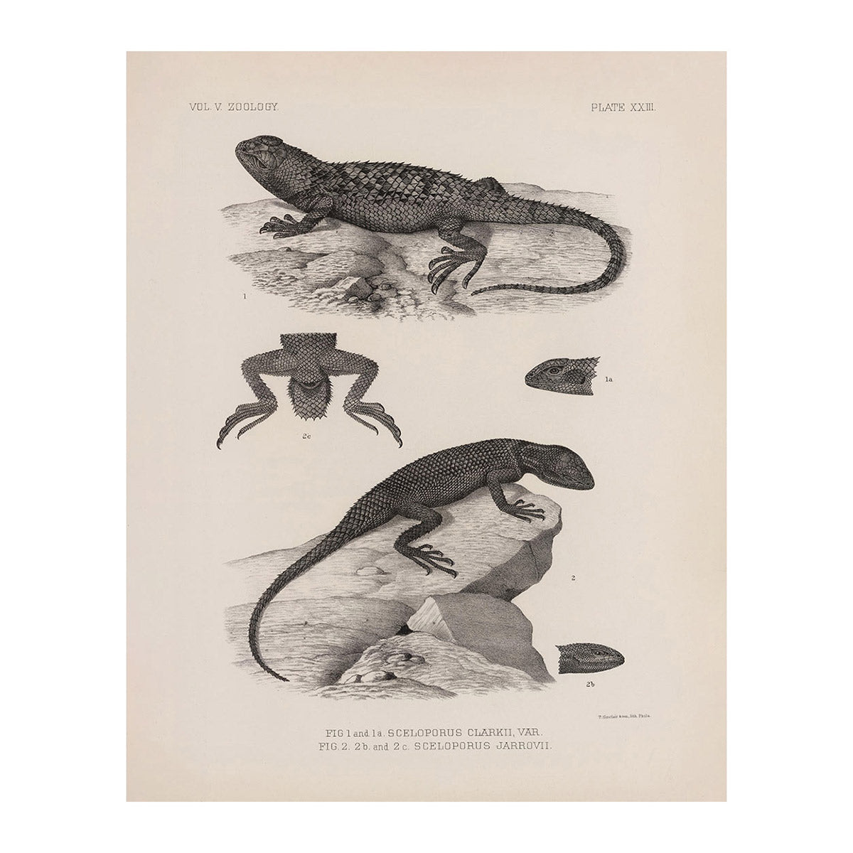 Lizards - 2 Art Print - Muir Way - Animals