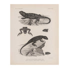 Lizards - 2 Art Print - Muir Way - Animals