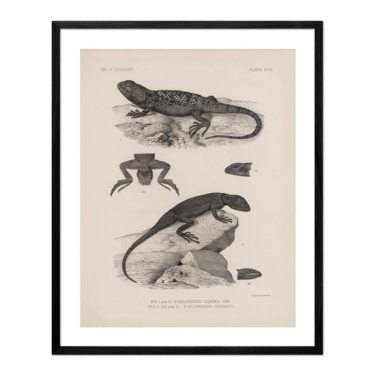 Lizards - 2 Art Print - Muir Way - Animals