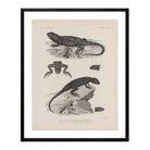 Lizards - 2 Art Print - Muir Way - Animals