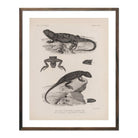 Lizards - 2 Art Print - Muir Way - Animals