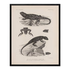 Lizards - 2 Art Print - Muir Way - Animals