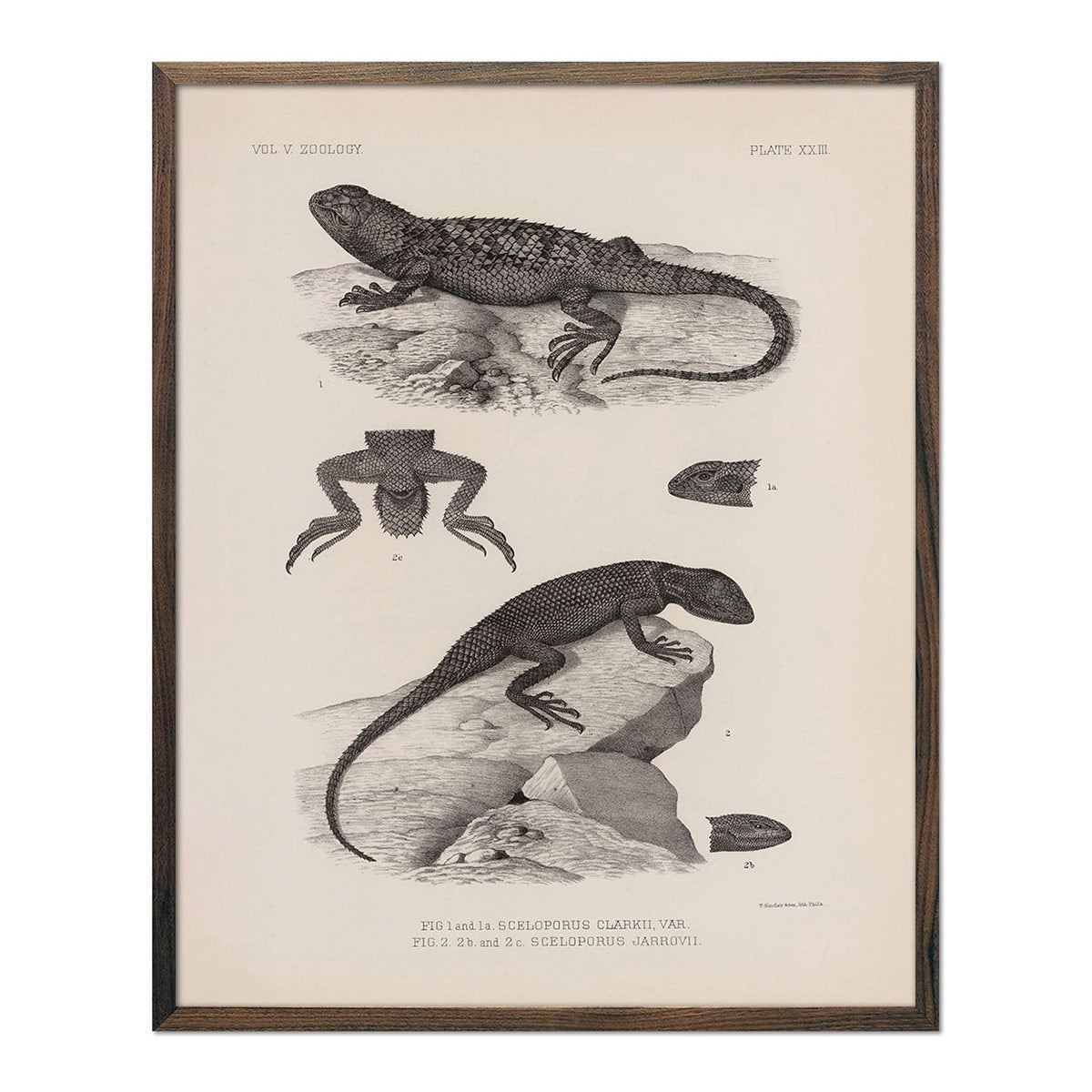 Lizards - 2 Art Print - Muir Way - Animals