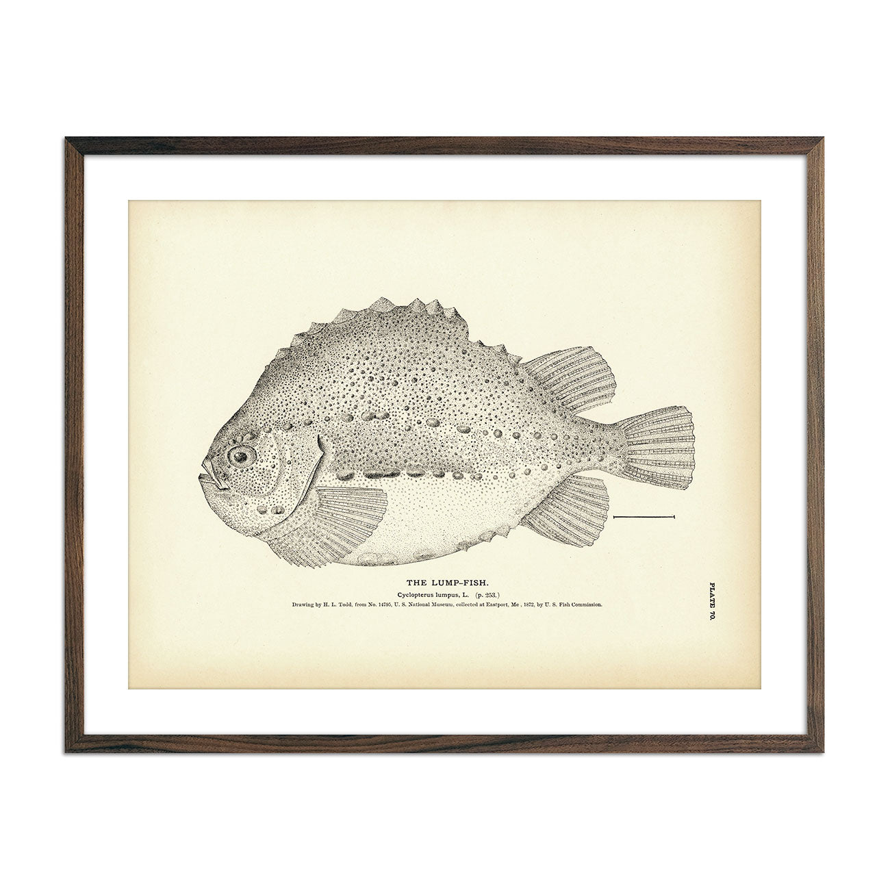 Lump - Fish Art Print - Muir Way - Fisheries