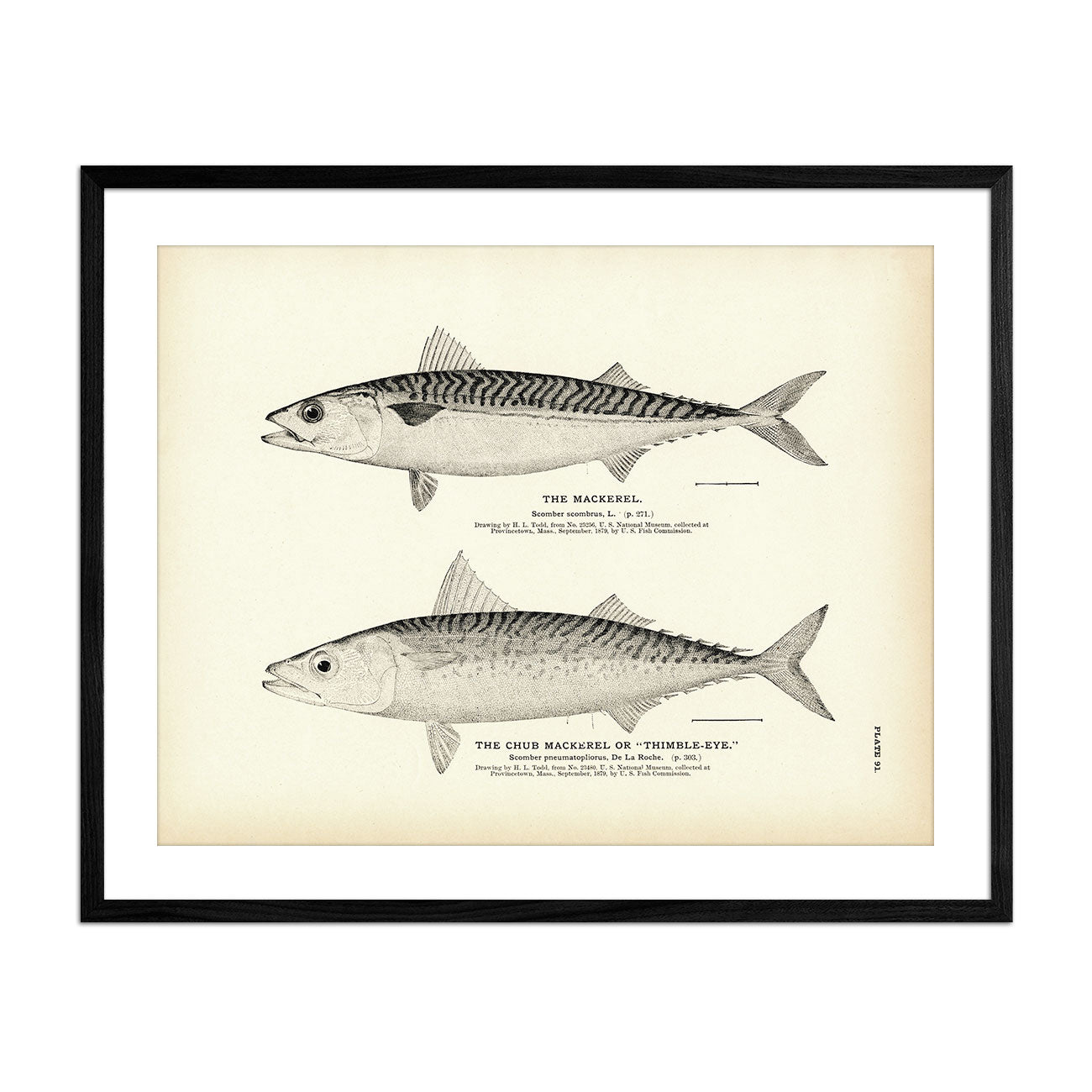 Mackerel and Chub Mackerel (Thimble - Eye) Art Print - Muir Way - Fisheries
