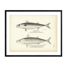 Mackerel and Chub Mackerel (Thimble - Eye) Art Print - Muir Way - Fisheries