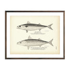 Mackerel and Chub Mackerel (Thimble - Eye) Art Print - Muir Way - Fisheries