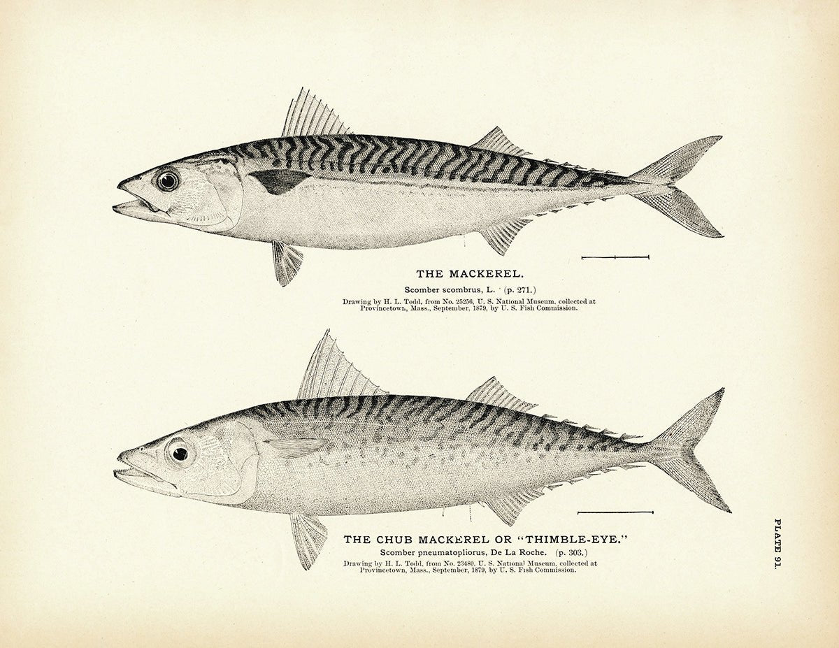 Mackerel and Chub Mackerel (Thimble - Eye) Art Print - Muir Way - Fisheries