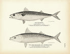 Mackerel and Chub Mackerel (Thimble - Eye) Art Print - Muir Way - Fisheries