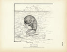 Manatee Art Print - Muir Way - Fisheries