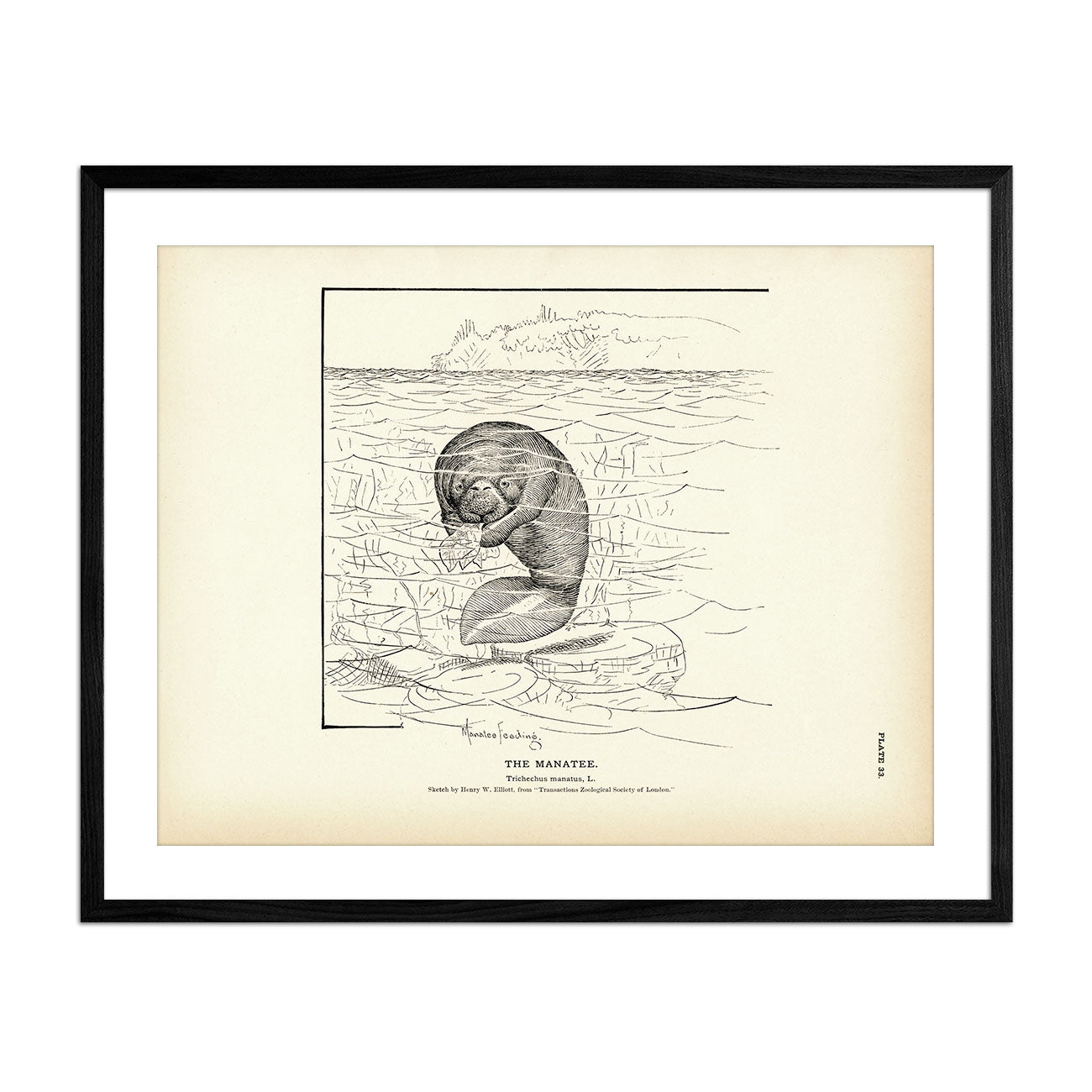 Manatee Art Print - Muir Way - Fisheries