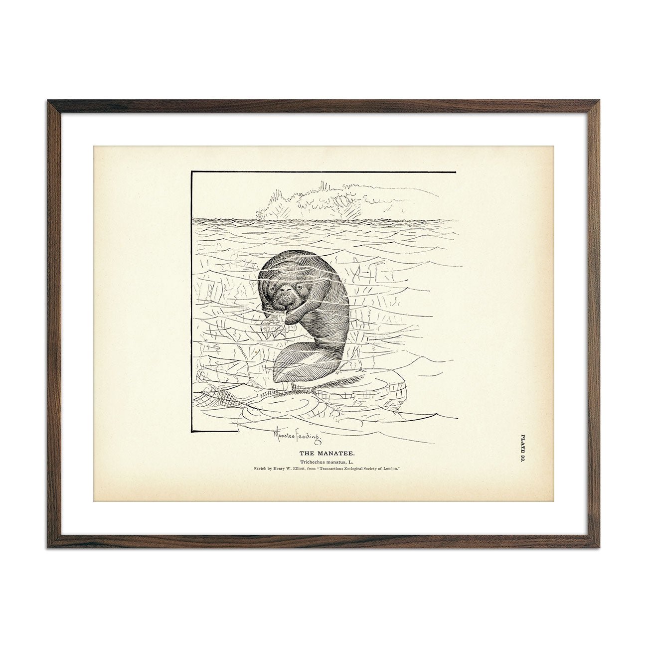 Manatee Art Print - Muir Way - Fisheries