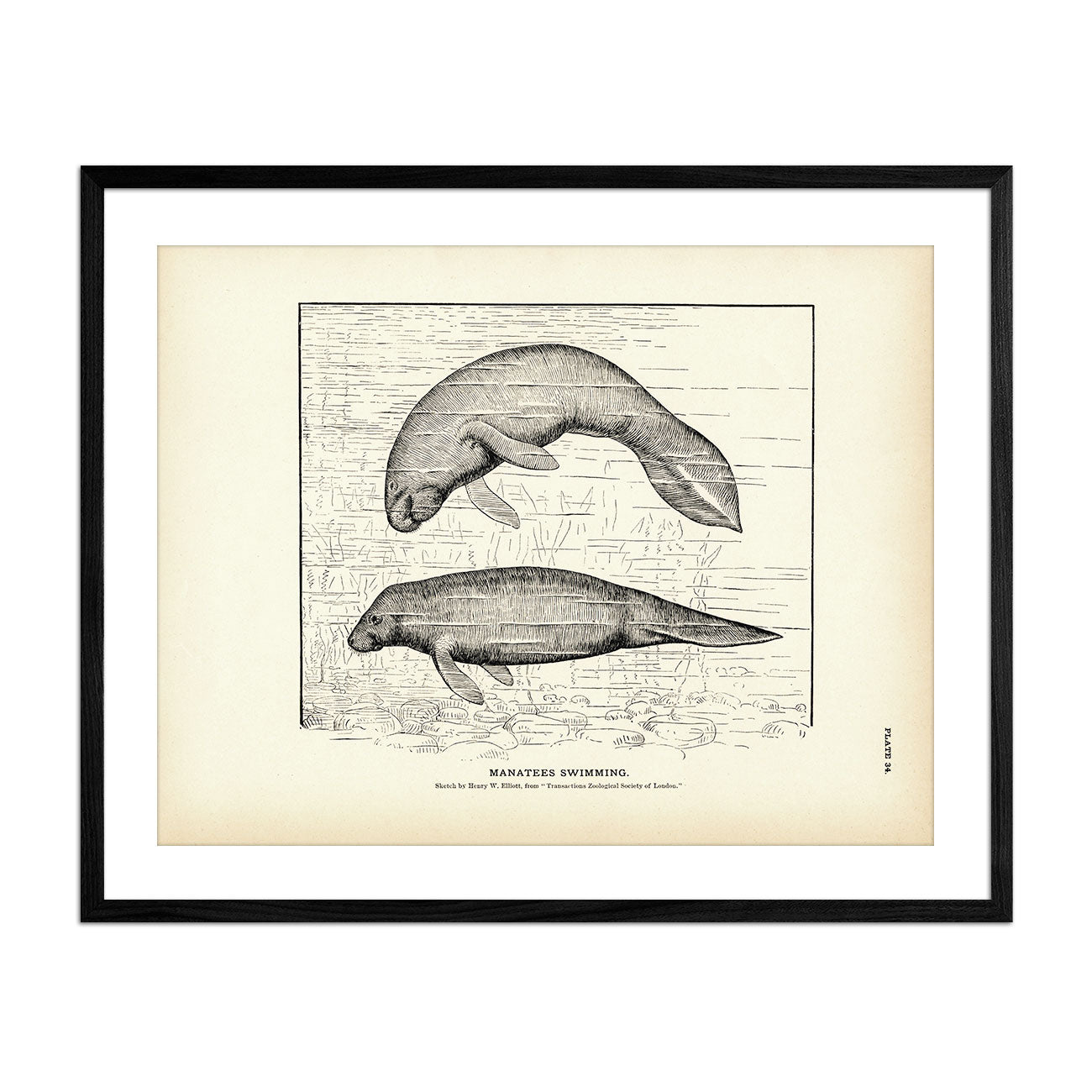 Manatees Swimming Art Print - Muir Way - Fisheries
