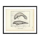 Manatees Swimming Art Print - Muir Way - Fisheries