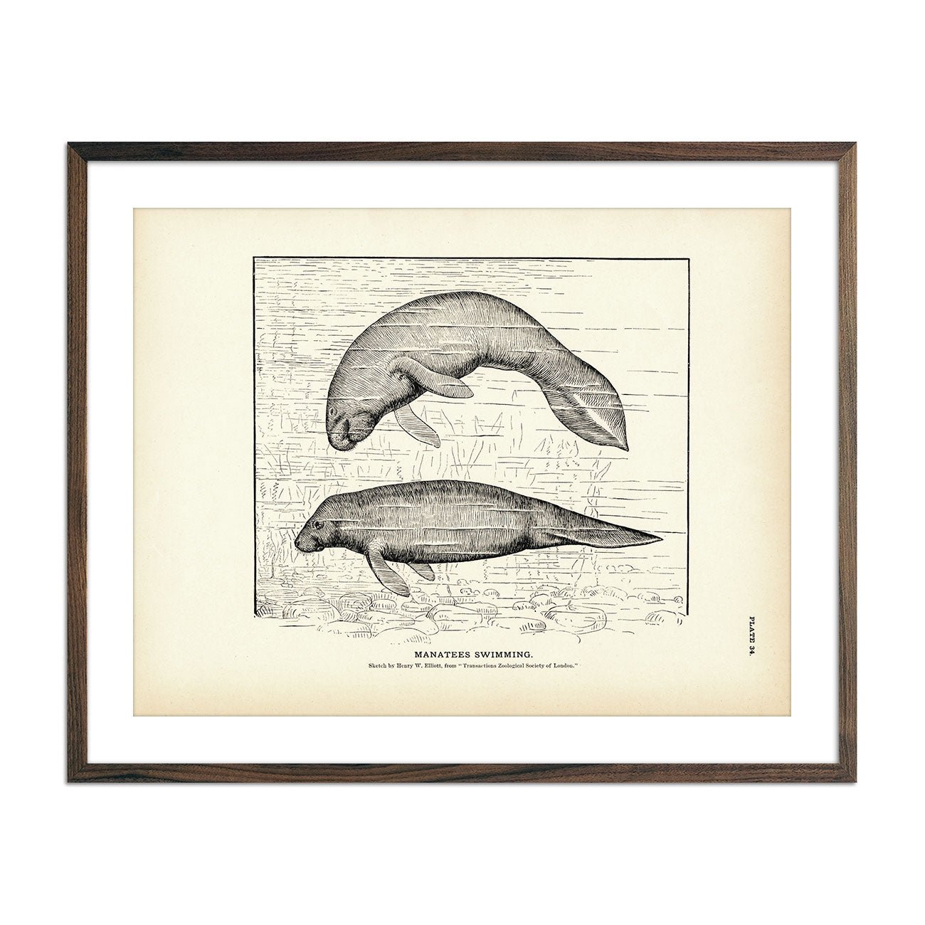 Manatees Swimming Art Print - Muir Way - Fisheries