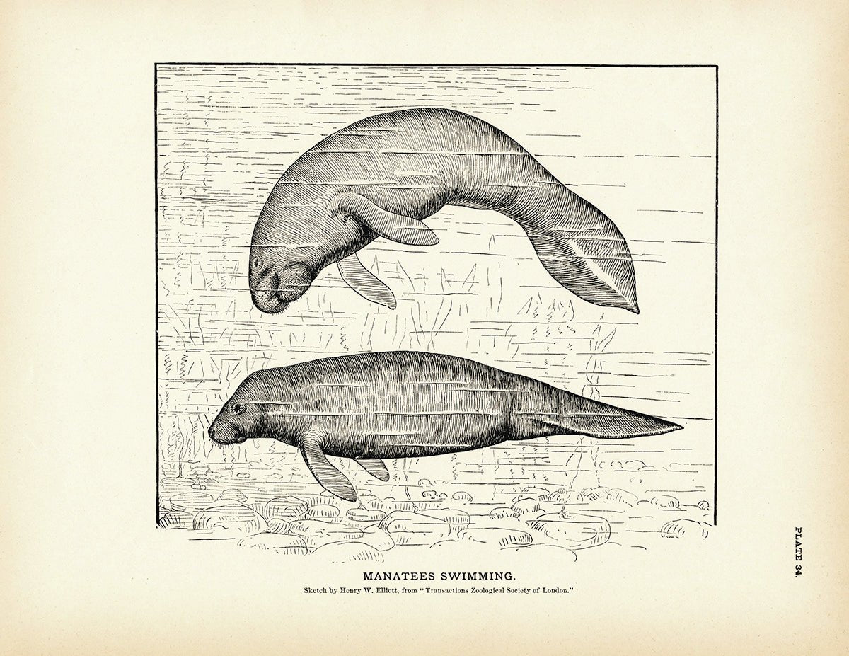 Manatees Swimming Art Print - Muir Way - Fisheries