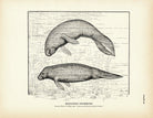 Manatees Swimming Art Print - Muir Way - Fisheries