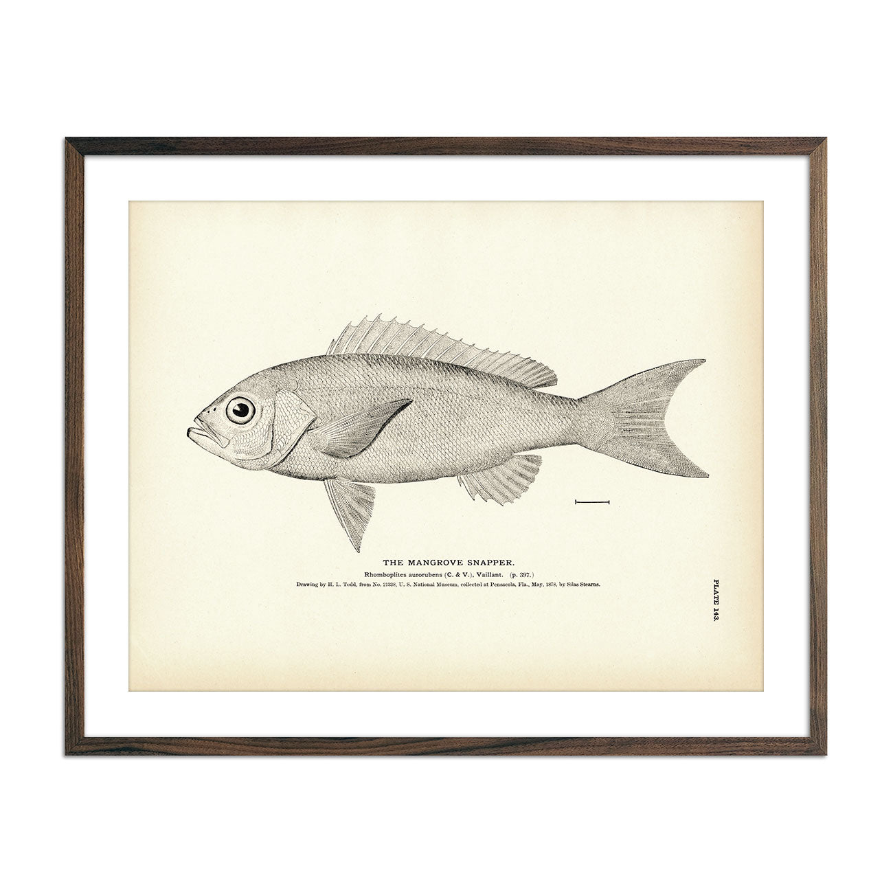 Mangrove Snapper Art Print - Muir Way - Fisheries