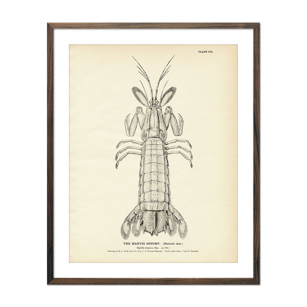 Mantis Shrimp Art Print - Muir Way - Fisheries