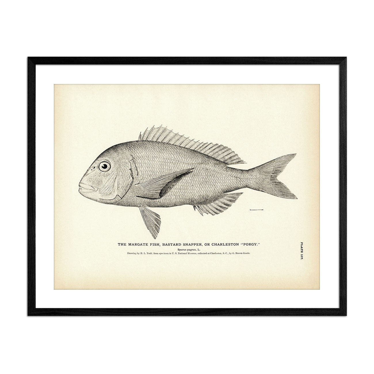 Margate Fish (Bastard Snapper) (Charleston Porgy) Art Print - Muir Way - Fisheries