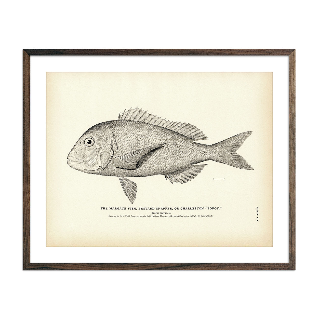 Margate Fish (Bastard Snapper) (Charleston Porgy) Art Print - Muir Way - Fisheries
