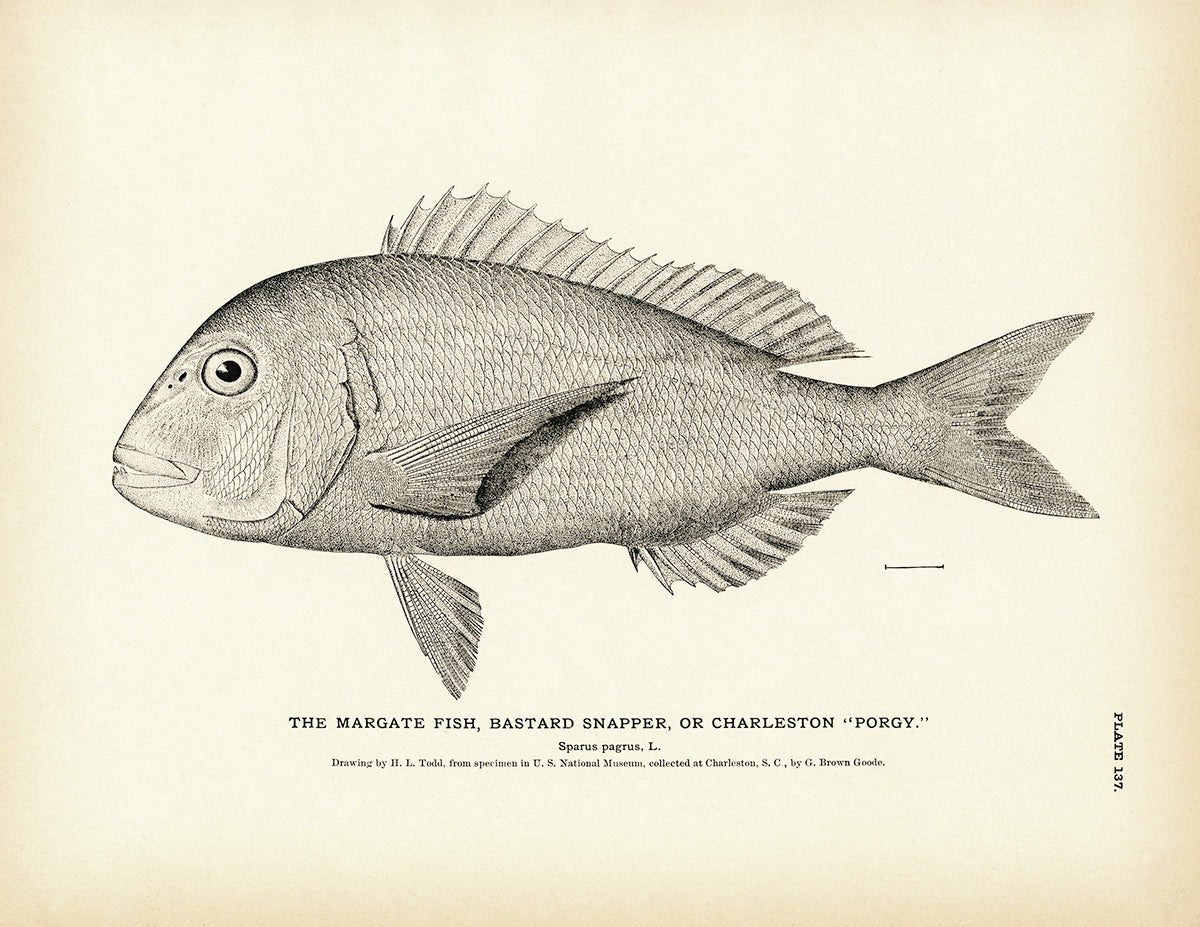 Margate Fish (Bastard Snapper) (Charleston Porgy) Art Print - Muir Way - Fisheries