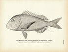 Margate Fish (Bastard Snapper) (Charleston Porgy) Art Print - Muir Way - Fisheries
