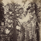 Mariposa Grove, Yosemite 1868 - Muir Way - Photograph