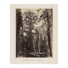 Mariposa Grove, Yosemite 1868 - Muir Way - Photograph