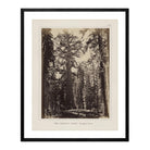 Mariposa Grove, Yosemite 1868 - Muir Way - Photograph