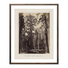 Mariposa Grove, Yosemite 1868 - Muir Way - Photograph