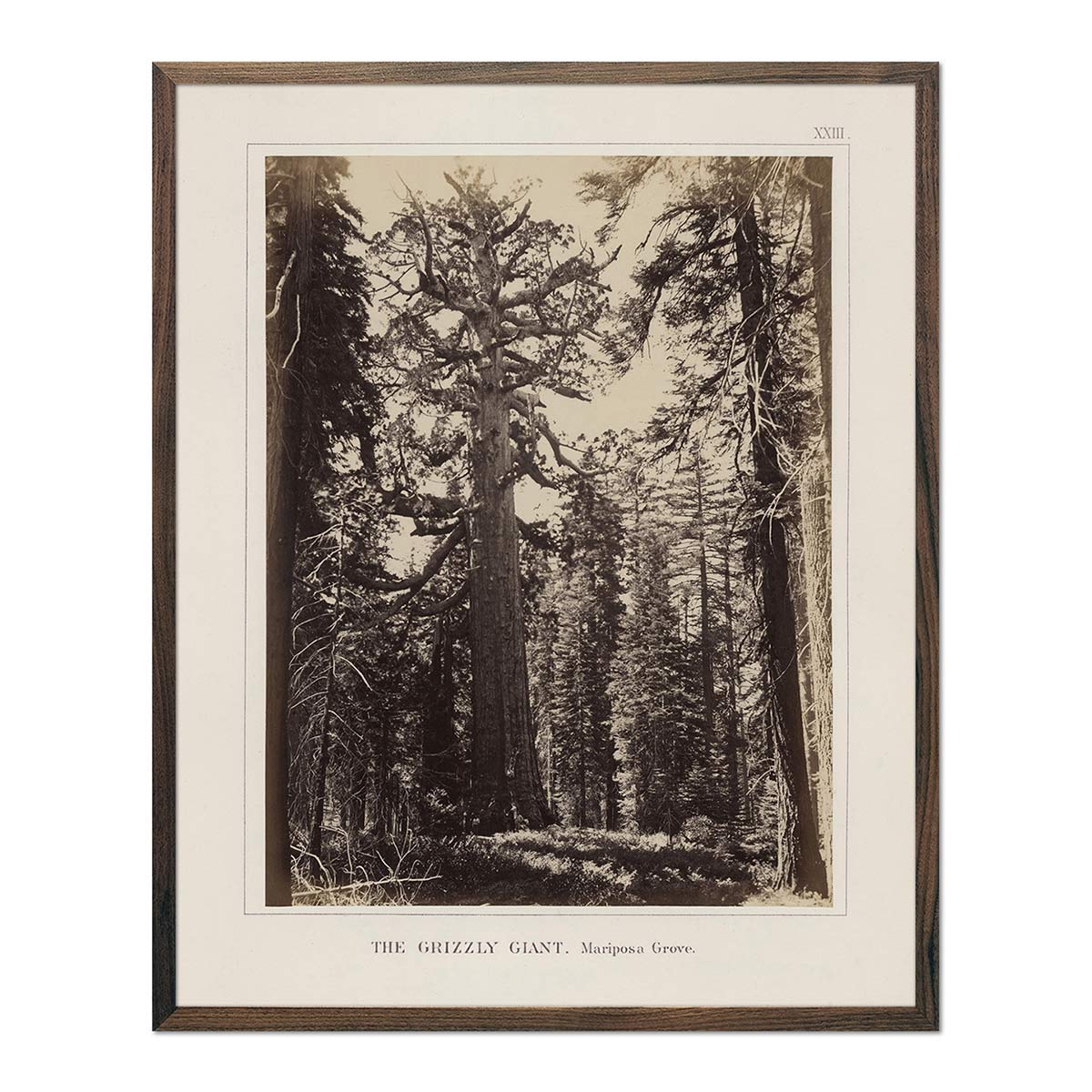 Mariposa Grove, Yosemite 1868 - Muir Way - Photograph