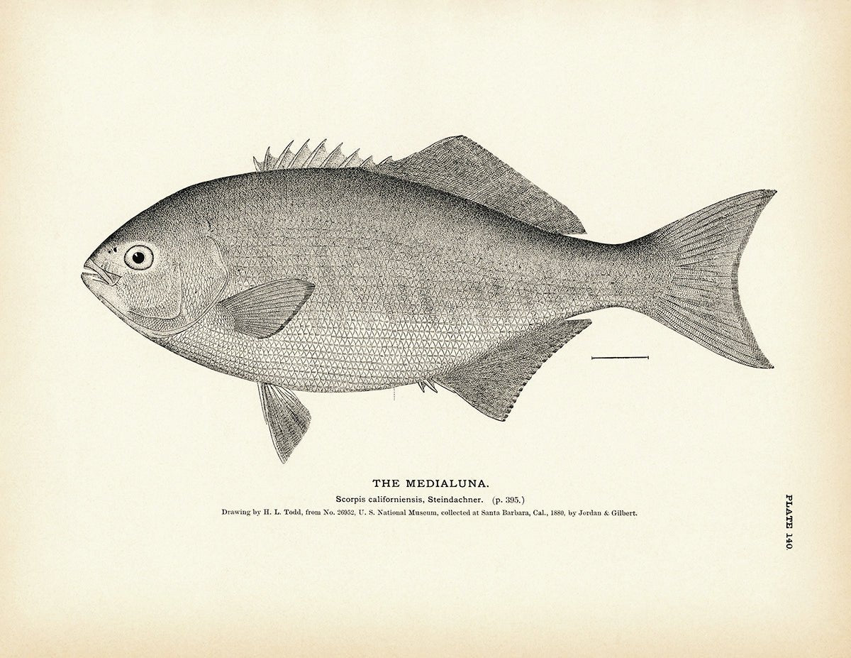 Medialuna Art Print - Muir Way - Fisheries