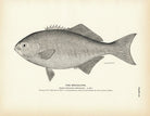 Medialuna Art Print - Muir Way - Fisheries