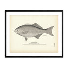 Medialuna Art Print - Muir Way - Fisheries