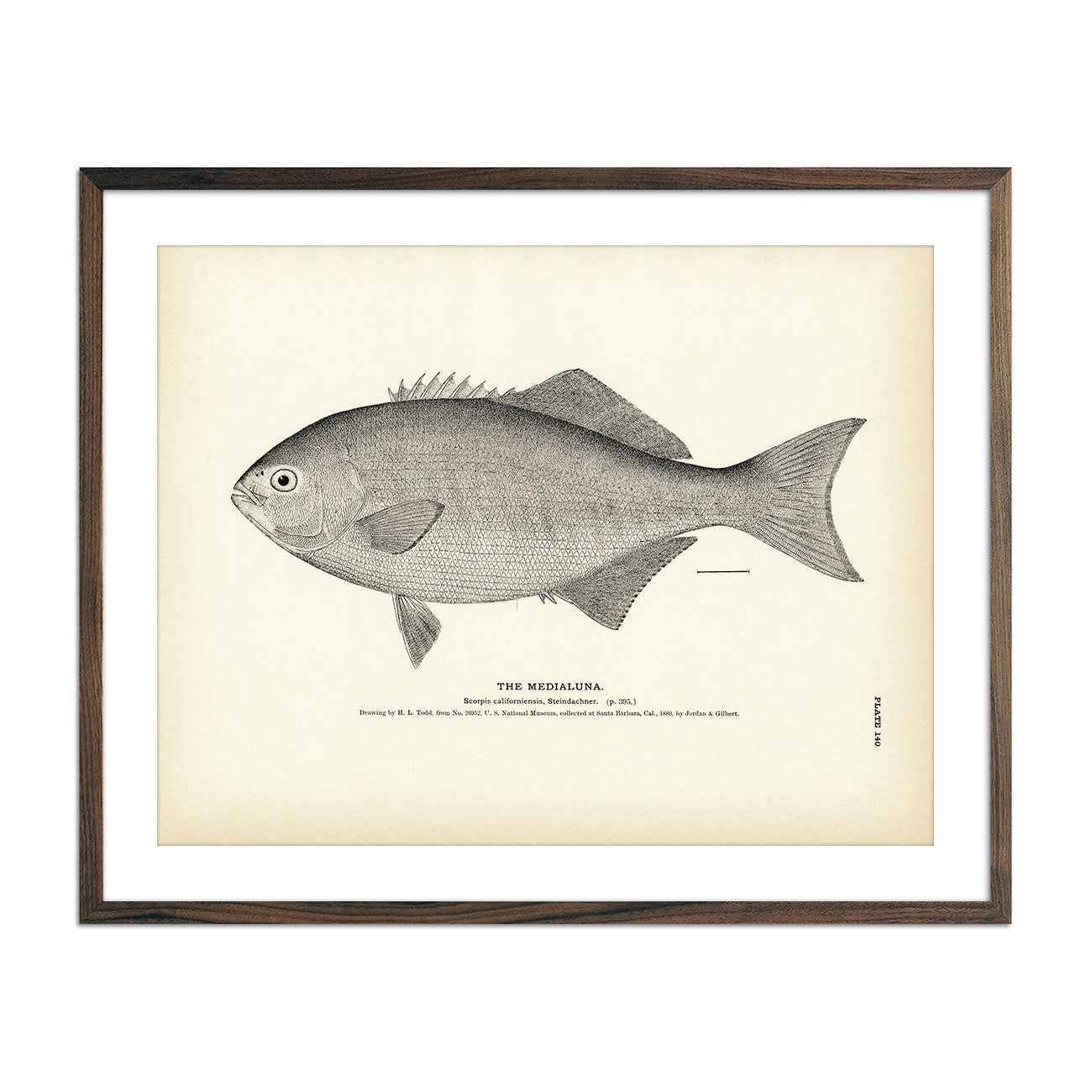 Medialuna Art Print - Muir Way - Fisheries