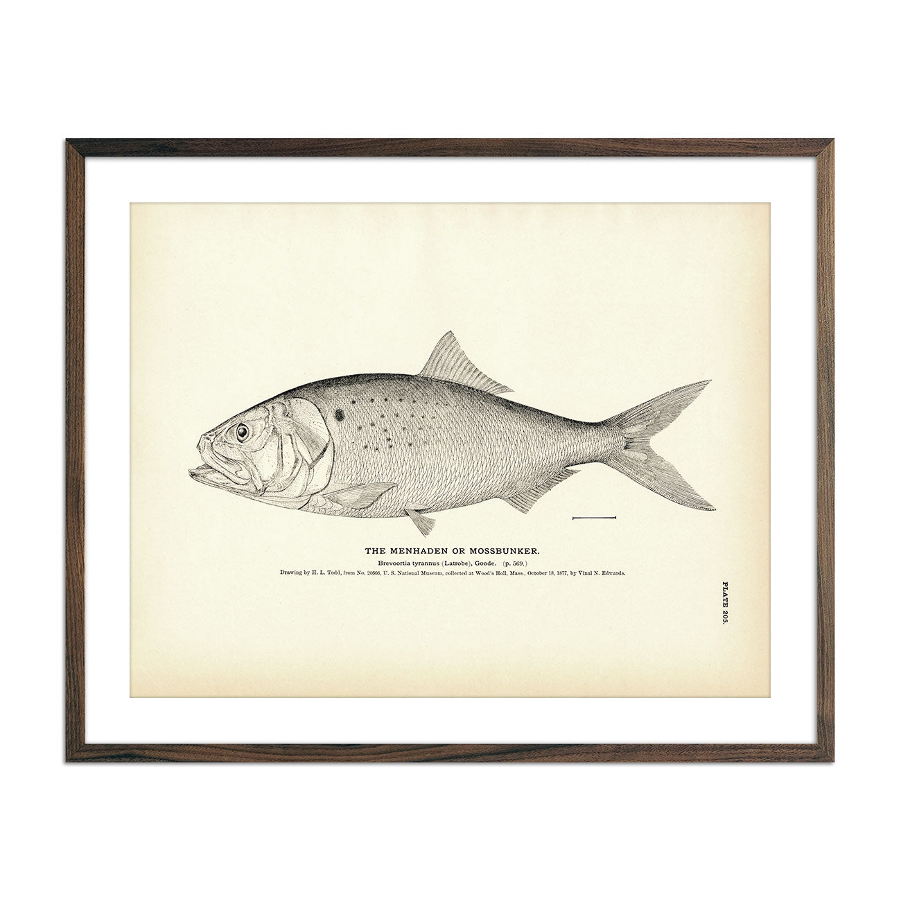 Menhaden (Mossbunker) Art Print - Muir Way - Fisheries