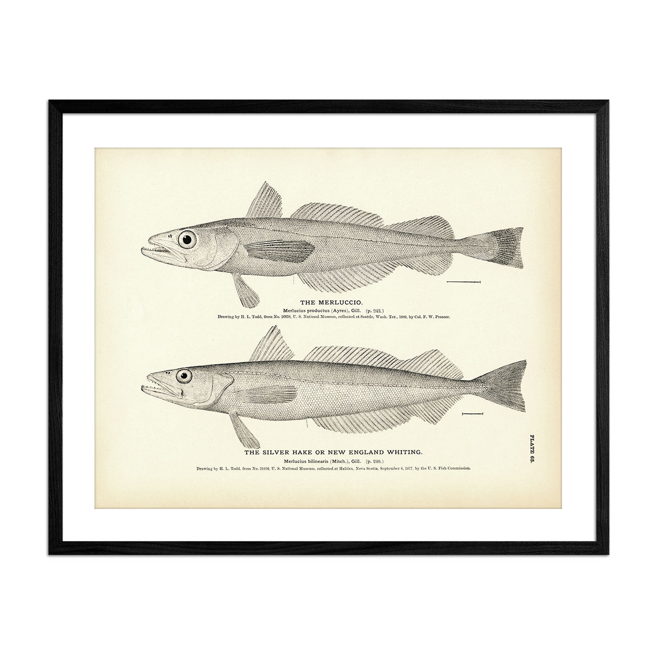 Merluccio and Silver Hake (New England Whiting) Art Print - Muir Way - Fisheries