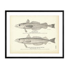 Merluccio and Silver Hake (New England Whiting) Art Print - Muir Way - Fisheries