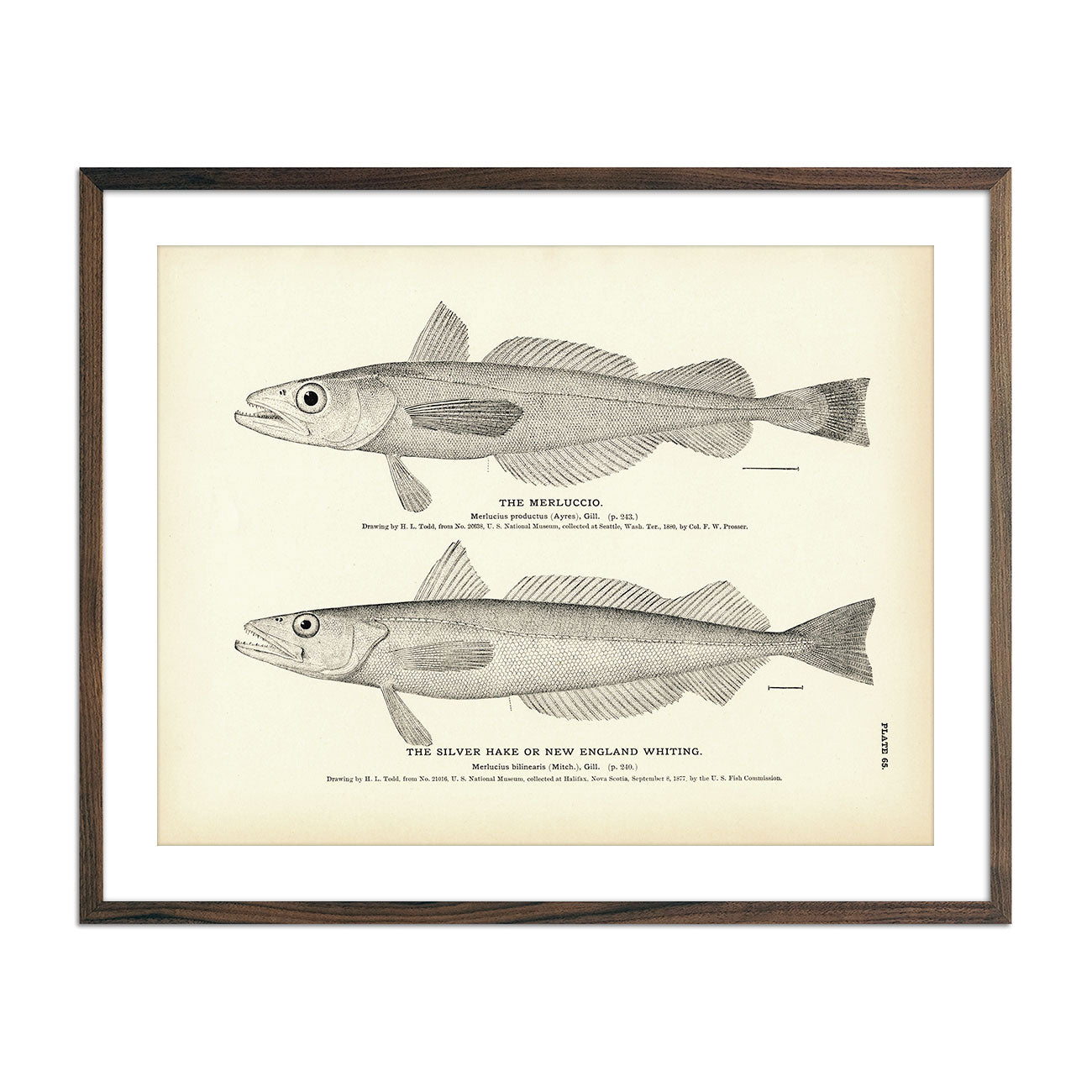 Merluccio and Silver Hake (New England Whiting) Art Print - Muir Way - Fisheries